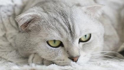 里番网站app下载安装